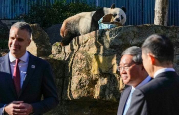 Mediante la “diplomacia panda”, el primer ministro chino sella el relanzamiento de las relaciones con Australia: Noticias