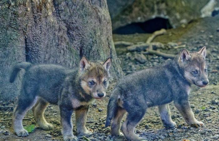 Morbihan: nacen crías de lobo en un parque de animales