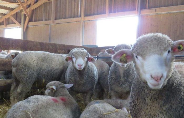 Oise: un matadero clandestino de ovejas descubierto en Valois