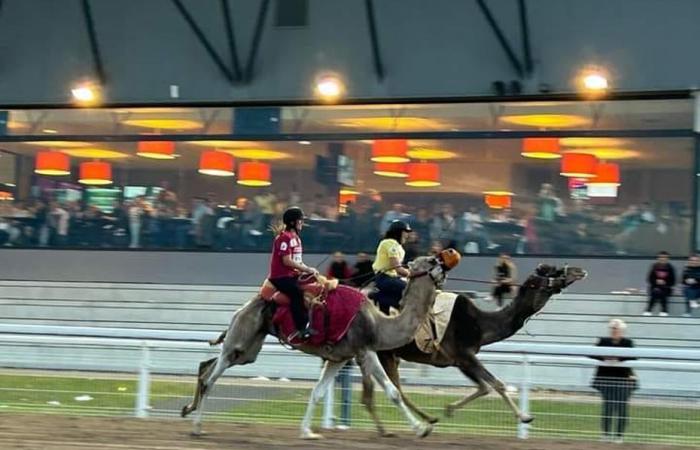 VIDEO. Demostraciones de carreras de camellos en el hipódromo de Reims