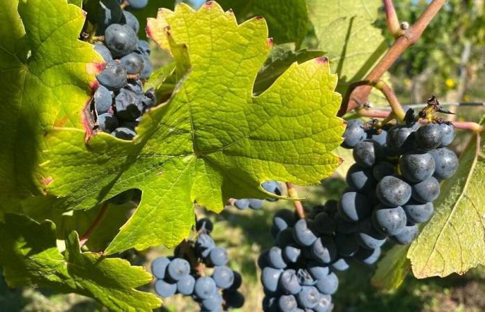 Por qué el viñedo de Cahors en el Lot quiere arrancar al menos 600 hectáreas de viñedos
