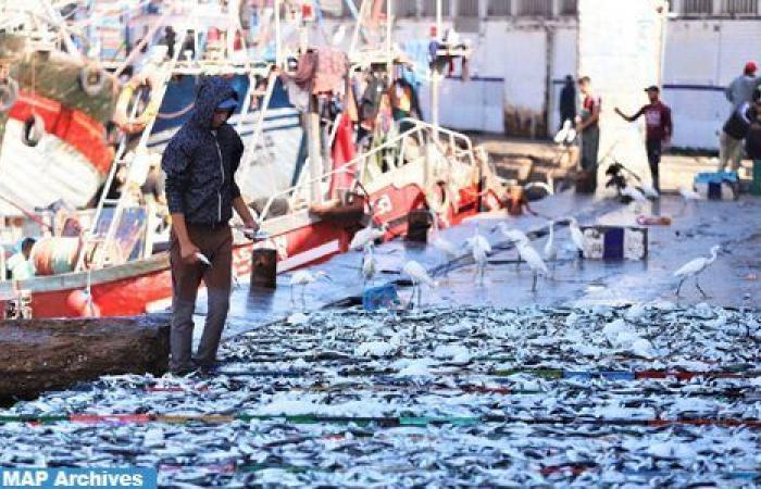 Puerto de Mehdia: caída del 33% en los desembarques de pesca costera y artesanal a finales de mayo (ONP)