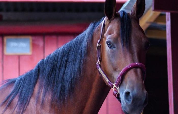 Normandía: decenas de caballos de carreras mueren en un incendio en una ganadería