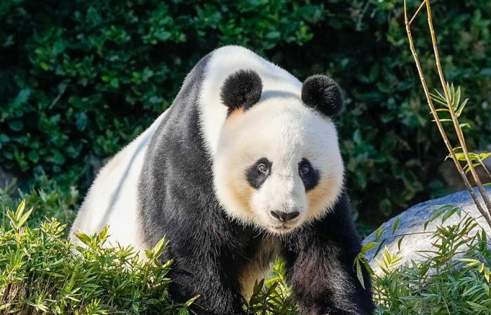 China reemplazará dos pandas gigantes prestados a Australia