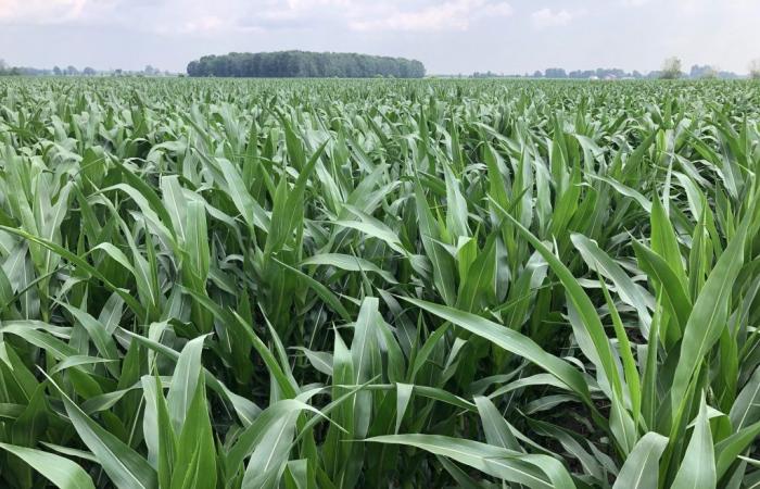 El maíz registra ganancias en Chicago