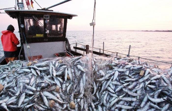 Muerte masiva de peces en la costa de Sidi Ifni: investigación en curso