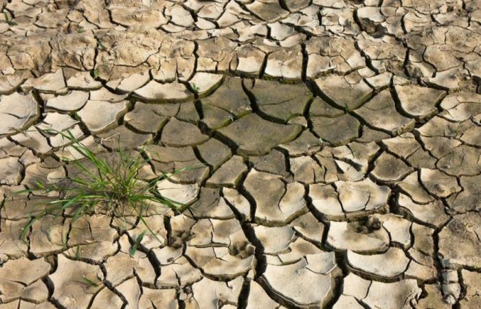 Día Mundial de Lucha contra la Desertificación y la Sequía: 17 de junio de 2024