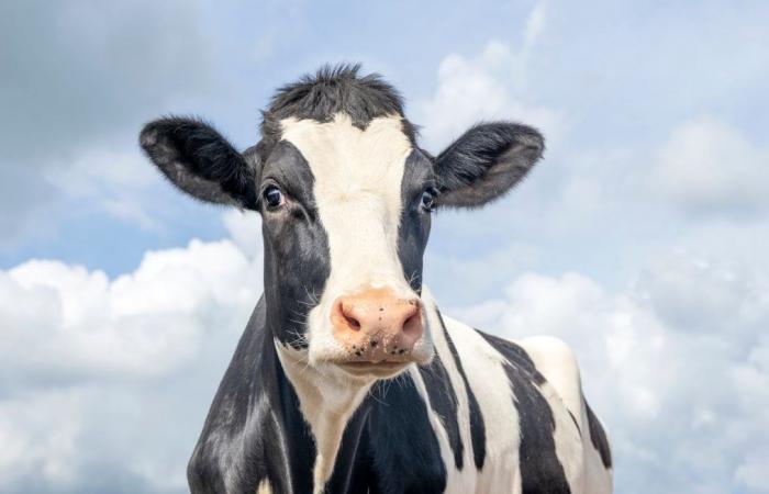 Imágenes de una vaca golpeada intencionalmente por la policía provocan indignación