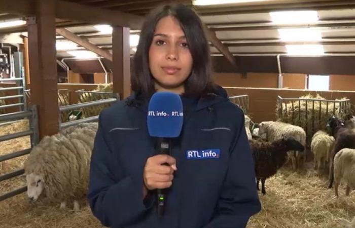 Incautación de ovejas en mal estado en Enghien: ¿qué será de estos animales?
