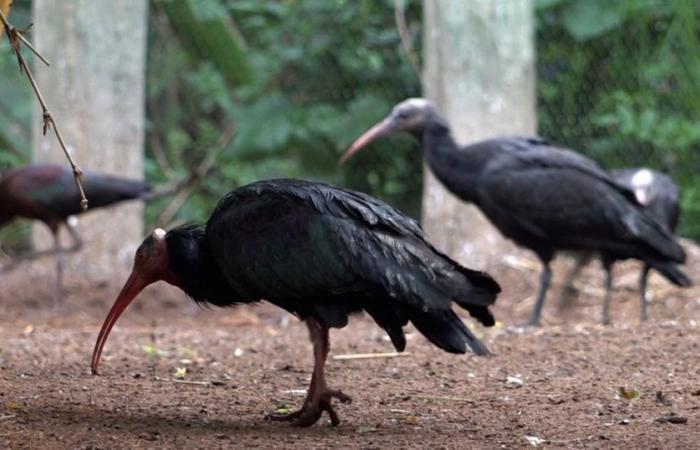 El Parque Zoológico de Rabat celebra los primeros nacimientos de polluelos de ibis calvo