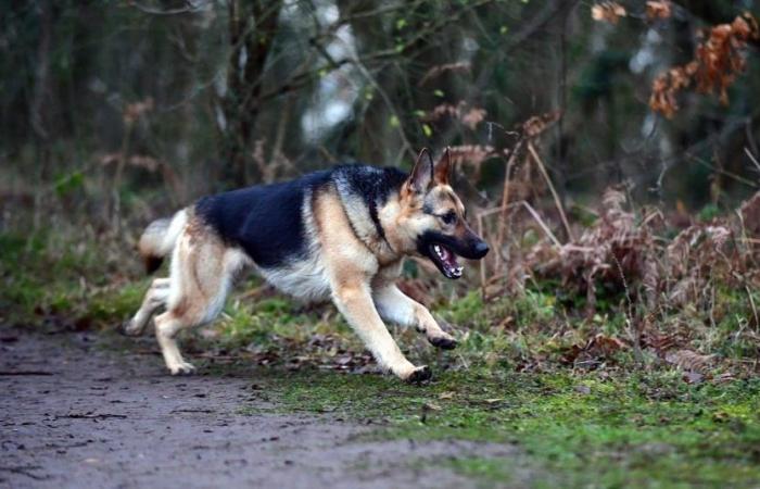 Víctima de un accidente con su amo, un perro actúa como un héroe al recorrer más de 6 km para alertar a su familia