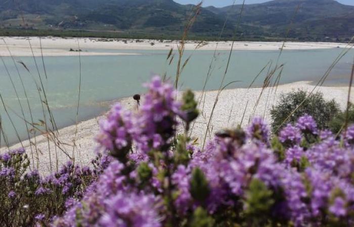 El “último delta natural de Europa” en Albania amenazado por los proyectos inmobiliarios de Jared Kushner, yerno de Donald Trump