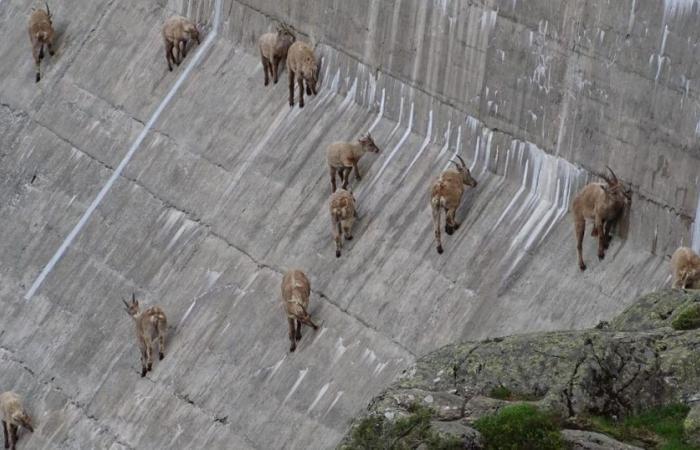 Una manada de cabras montesas sube al embalse de Salanfe para hacer un picnic acrobático – rts.ch