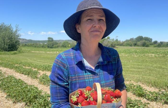 El sol brilla para los agricultores del este de Quebec