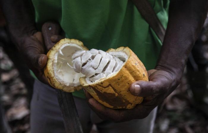 El mercado del cacao vuelve a estar muy preocupado por la oferta de África Occidental