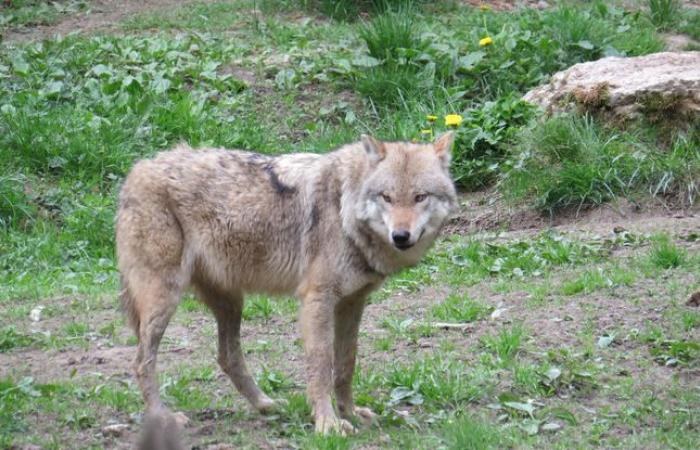 Un lobo asesinado por un cazador, más de 50 desde principios de año en Francia