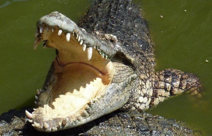 Aude: no, un cocodrilo no vive en el lago de Arques