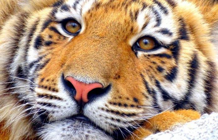 ¿La tigresa Mévy, asesinada en 2017, tendrá pronto un lugar que lleve su nombre?