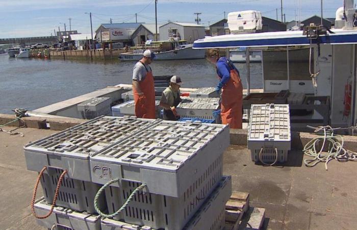 Pescadores de langosta en P.E.I. frustrado por los precios