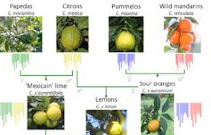 Cómo la diversidad del genoma cuenta la historia de las plantas de cultivo