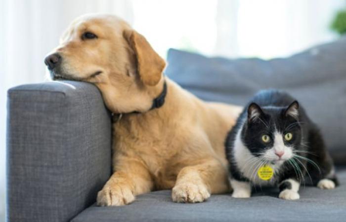 Canada Post: Se insta a los dueños de perros a ayudar a mantener seguro al personal