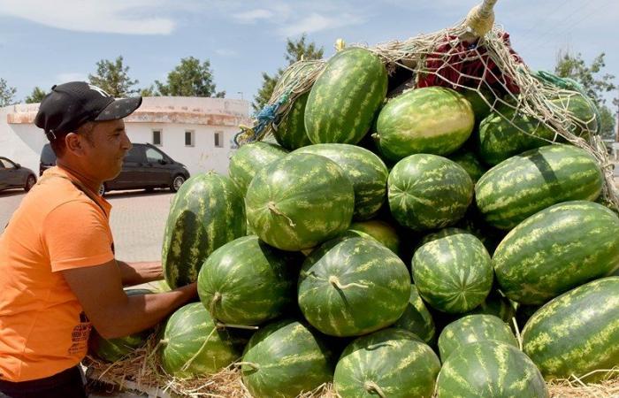 Repercusiones económicas en la producción marroquí de melones y sandías