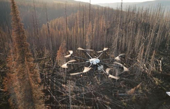 Drones como refuerzo para reforestar un bosque quemado en Quebec
