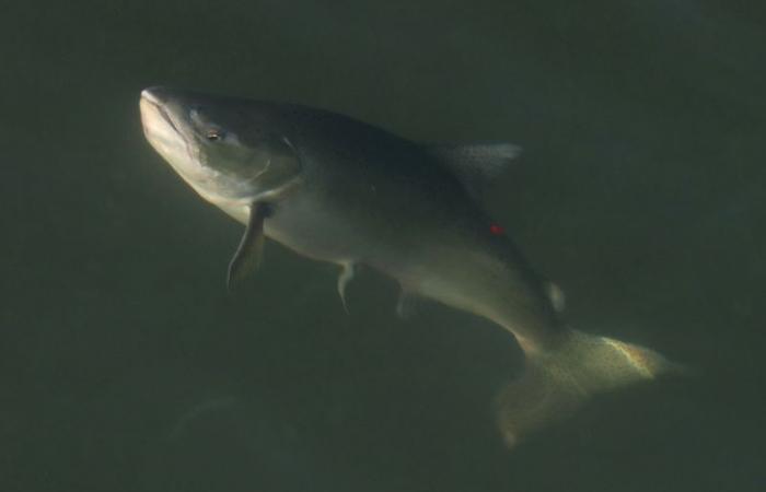 Canadá prohibirá las granjas de salmón de red abierta en aguas de Columbia Británica para 2029