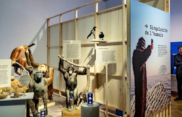 Exposición – VD: Lausana: sumergirse en las colecciones del Naturéum y del MCAH