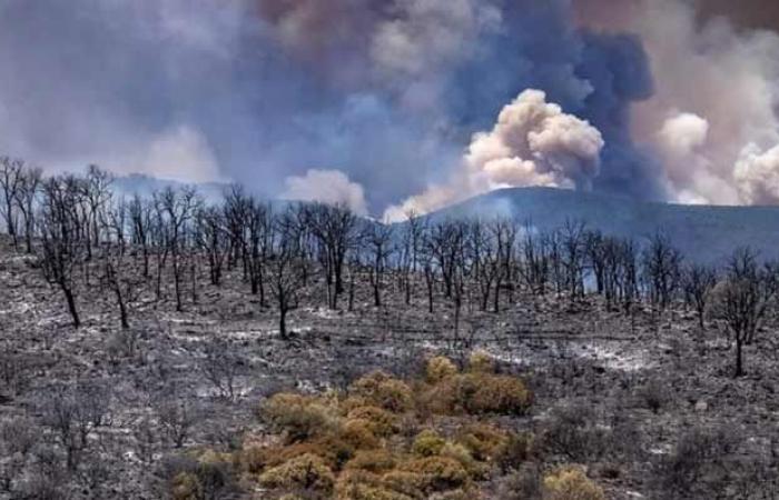 Los incendios forestales se están volviendo inevitables. ¿Estamos lo suficientemente armados para afrontarlo?