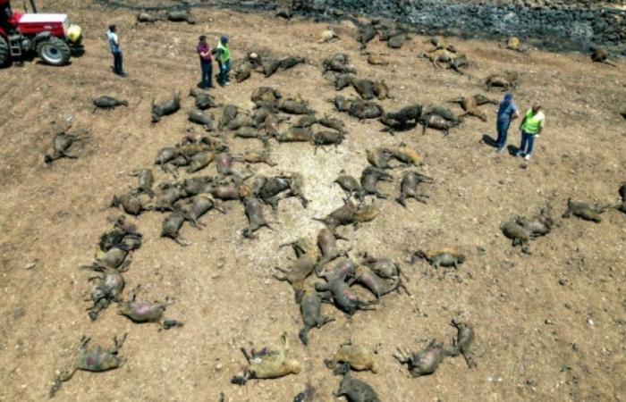 Incendio de vegetación en Türkiye: al menos doce muertos, masacre de ganado: Noticias