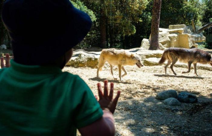 Una mujer de 37 años gravemente herida por lobos en el zoológico de Thoiry – Libération