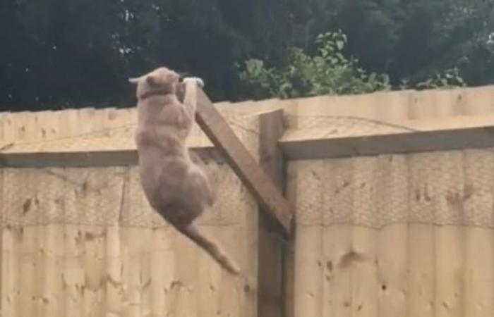 El intento fallido de una mujer de impedir que su gato pelirrojo se escape con una valla inclinada (vídeo)