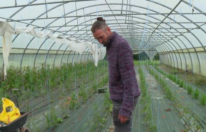 INFORME “Es peor que la sequía”. Los horticultores duramente afectados por las inundaciones en Loira Atlántico