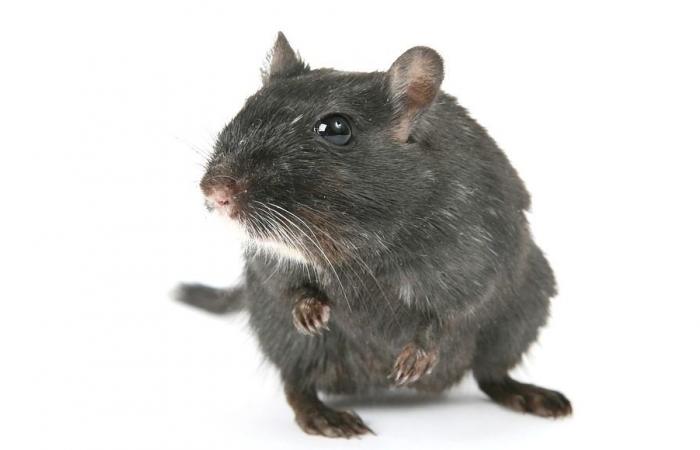Enfermedad de Alzheimer: un estudio prometedor en ratones