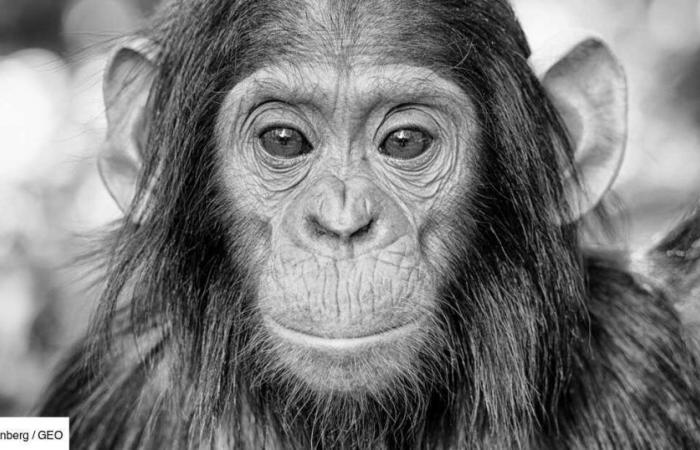 “Realmente sondea el alma”: encuentro con Sara Rosenberg, fotógrafa y defensora de los chimpancés