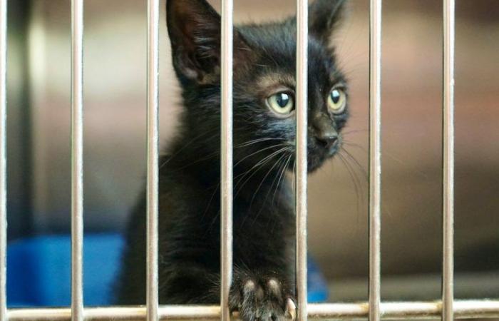 Condenado por abandonar un gato delante de un veterinario en Basilea