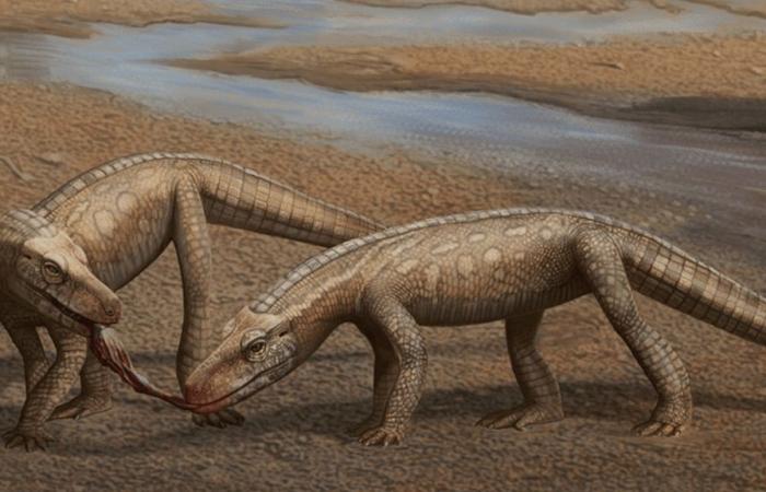 Acaban de descubrir un ancestro de los cocodrilos y tiene 237 millones de años