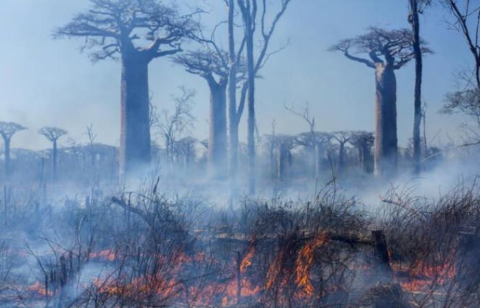 En Madagascar, una carrera contrarreloj para salvar los últimos bosques