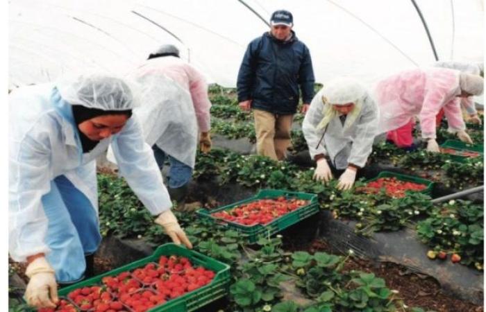 Fresas: Marruecos en el Top 10 del mundo