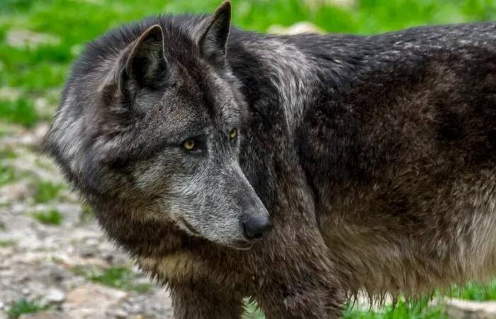 Mujer atacada por lobos en el zoológico de Thoiry: pero ¿qué hacía el corredor en esta reserva a pesar de que está cerrada a los peatones?