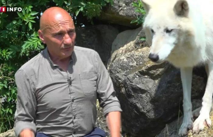 Mujer herida por lobos en Thoiry: explicaciones de un entrenador