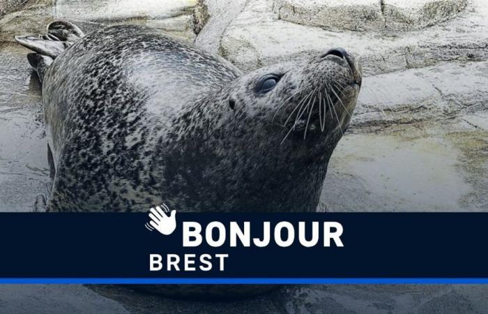 Hosny Trabelsi sentenciado, cáncer y foca: ¡Hola Brest!