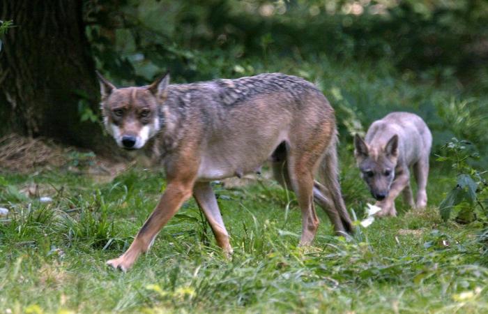 INVESTIGACIÓN RTL – Accidente en el zoológico de Thoiry: cómo la corredora se encontró entre los lobos
