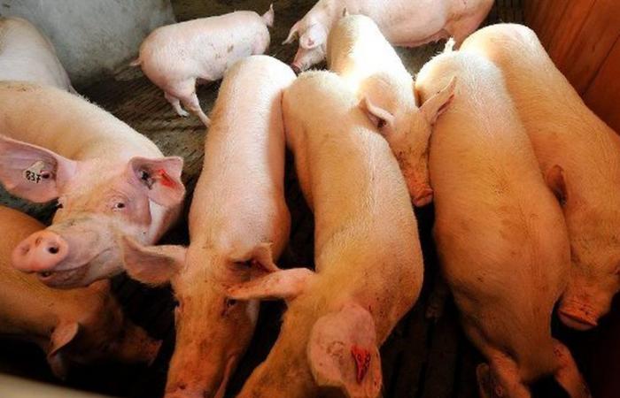 Un proyecto para criar 1.200 cerdos preocupa a los residentes y a los cargos electos en Royères-de-Vassivière