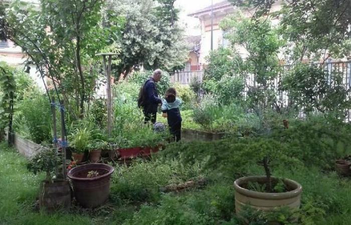 Visita a un hermoso jardín educativo biodiverso en Clichy la Garenne. Jardin des Brigades Vertes Clichy martes 23 de julio de 2024