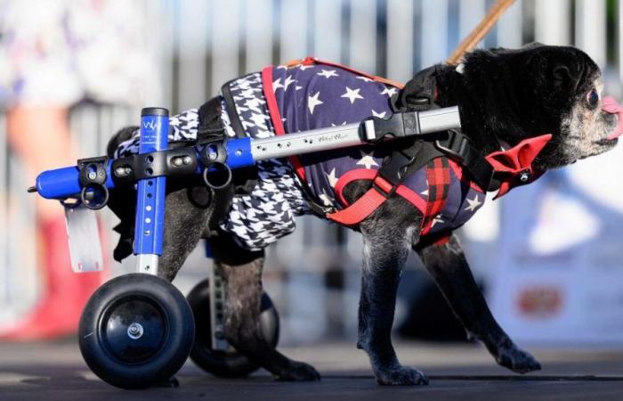 Lengua colgante, ojos grandes, carrito rodante… La “competencia del perro más feo del mundo” en imágenes