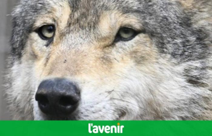 ¿Nuevo ataque de un lobo en Léglise? Un ternero destripado en Louftémont