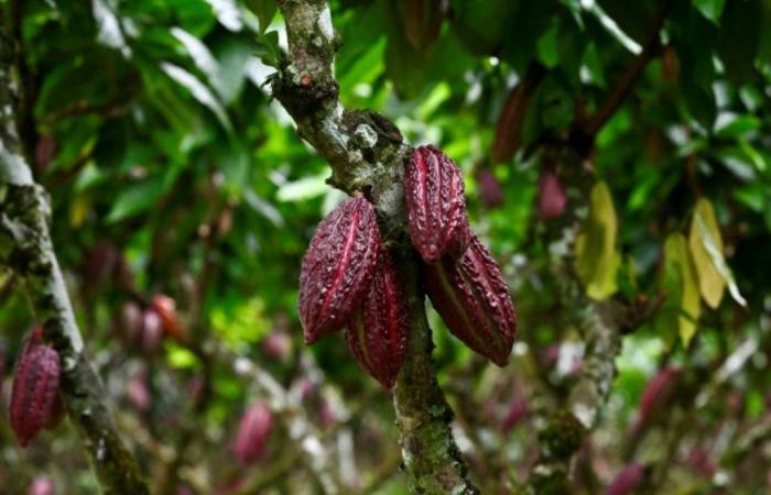 ¿Quién se beneficia del loco aumento de los precios del cacao? – 25/06/2024 a las 10:50