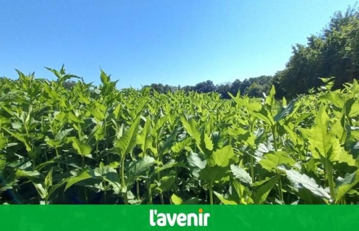 ¿Es la silphia, cultivada desde 2021 en Louvain-la-Neuve, el nuevo oro verde de Valonia?